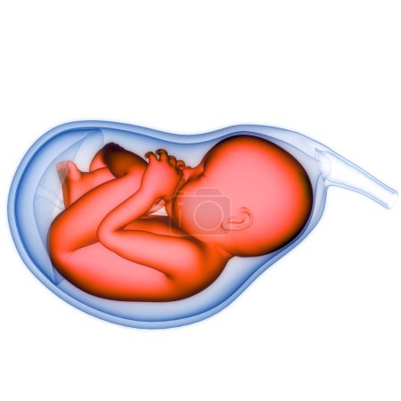 Photo for Human Fetus Baby in Womb Anatomy. 3D - Royalty Free Image