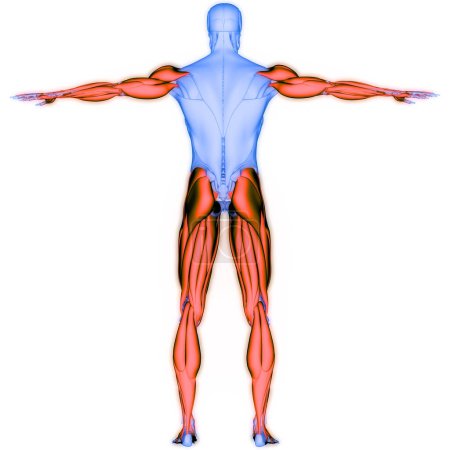 Téléchargez les photos : Système musculaire humain Anatomie des muscles des mains et des jambes. 3D - en image libre de droit