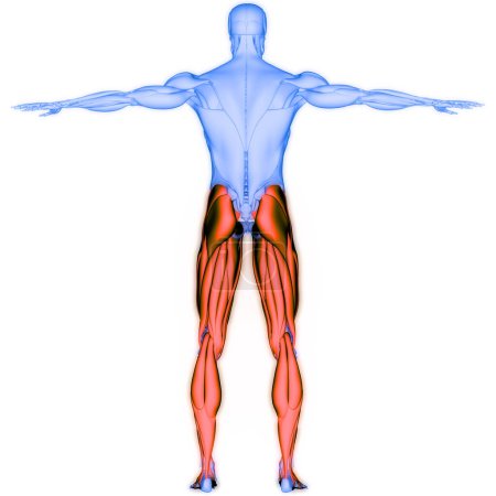 Photo for Human Muscular System Legs Muscles Anatomy. 3D - Royalty Free Image