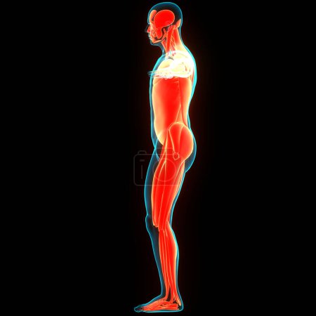 Téléchargez les photos : Corps humain Système musculaire Anatomie des muscles. 3D - en image libre de droit