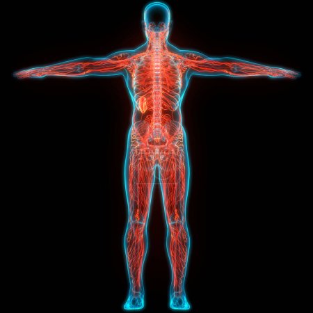Humain Système interne Anatomie des ganglions lymphatiques. 3D