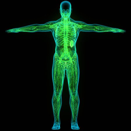 Human Internal System Lymph Nodes Anatomy. 3D