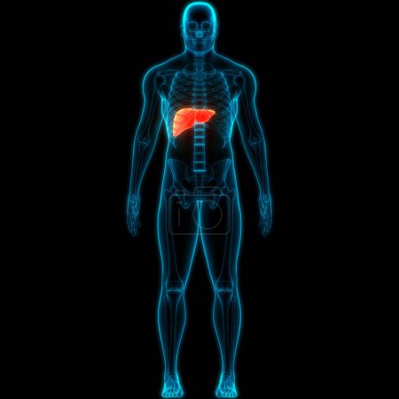 Foto de Órgano Interno Humano Hígado con Páncreas y Anatomía de la vesícula biliar. 3D - Imagen libre de derechos