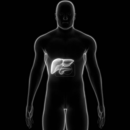 Téléchargez les photos : Organes internes humains Foie avec pancréas et anatomie de la vésicule biliaire. 3D - en image libre de droit