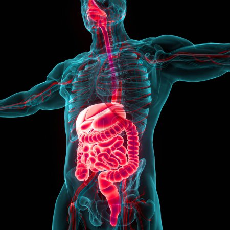 Photo for Human Digestive System Anatomy. 3D - Royalty Free Image
