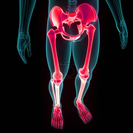 Téléchargez les photos : Système squelettique humain Membres inférieurs Joints osseux Anatomie. 3D - en image libre de droit
