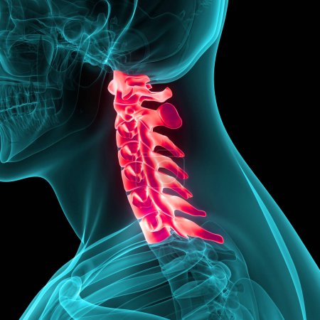 Photo for Human Skeleton System Pectoral (Shoulder) Girdle Bone Joints Anatomy. 3D - Royalty Free Image