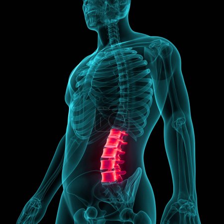 Foto de Columna vertebral Columna vertebral Vértebras lumbares de la anatomía del sistema esquelético humano. 3D - Imagen libre de derechos