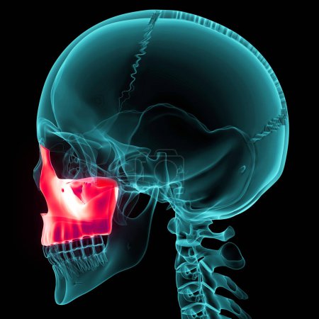 Téléchargez les photos : Système squelettique humain Os de crâne Pièces Maxilla Anatomie. 3D - en image libre de droit