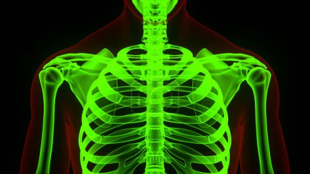Téléchargez les photos : Système squelettique humain Cage thoracique Joints osseux Anatomie. 3D - en image libre de droit