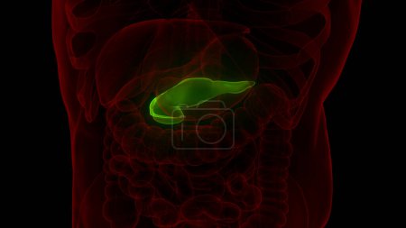 Photo for Human Internal Organ Pancreas Anatomy. 3D - Royalty Free Image