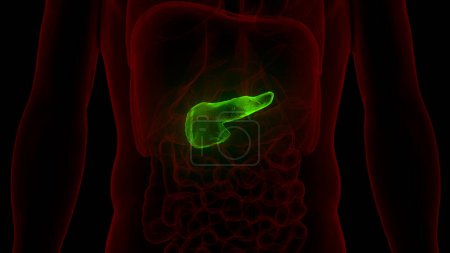Téléchargez les photos : Anatomie du pancréas interne humain. 3D - en image libre de droit