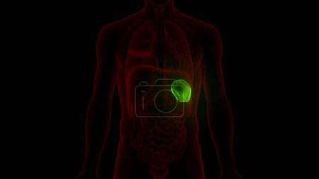 Photo for Human Internal Organ Spleen Anatomy. 3D - Royalty Free Image