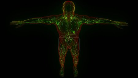 Photo for Human Internal System Lymph Nodes Anatomy. 3D - Royalty Free Image