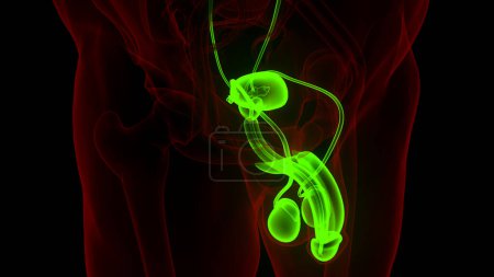 Photo for Male Reproductive System Anatomy. 3D - Royalty Free Image