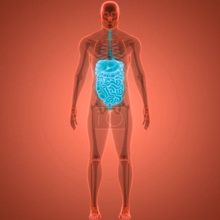 Foto de Anatomía del sistema digestivo humano. 3D - Imagen libre de derechos