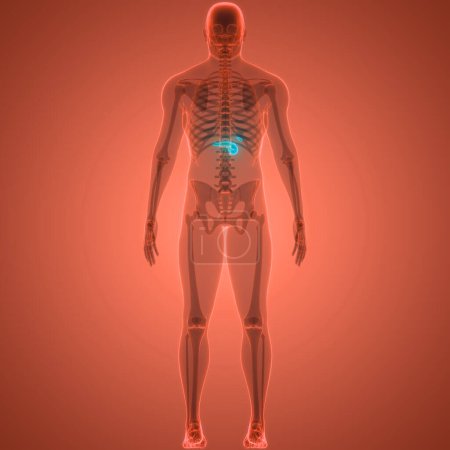 Photo for Human Internal Organ Pancreas Anatomy. 3D - Royalty Free Image