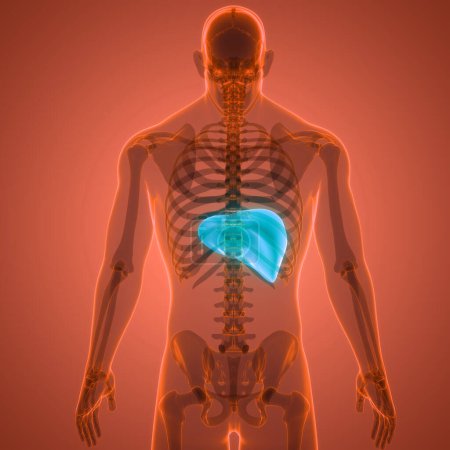 Photo for Human Internal Digestive Organ Liver Anatomy. 3D - Royalty Free Image