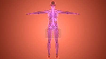 Photo for Human Internal System Lymph Nodes Anatomy. 3D - Royalty Free Image