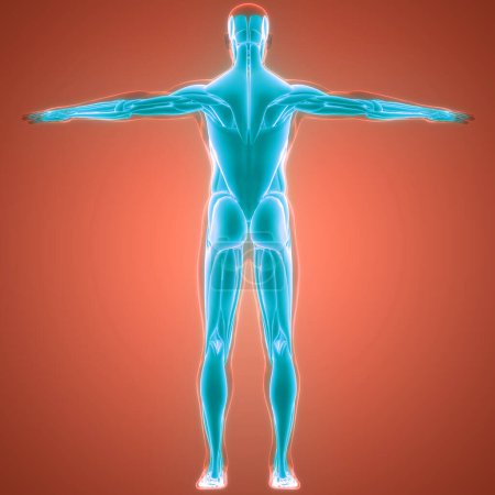 Téléchargez les photos : Corps humain Système musculaire Anatomie des muscles. 3D - en image libre de droit