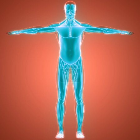 Photo for Human Body Muscular System Muscles Anatomy. 3D - Royalty Free Image