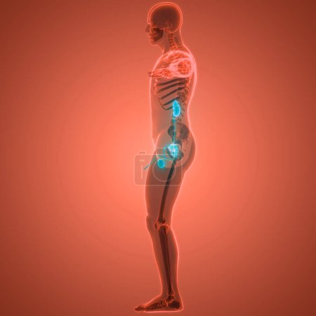 Téléchargez les photos : Système urinaire humain Reins avec anatomie de la vessie. 3D - en image libre de droit