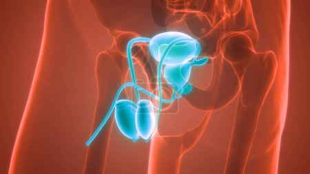 Foto de Anatomía del sistema reproductor masculino. 3D - Imagen libre de derechos