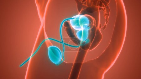 Foto de Anatomía del sistema reproductor masculino. 3D - Imagen libre de derechos