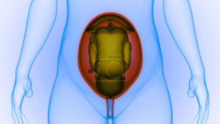 Téléchargez les photos : "Fetus Baby in Womb Anatomy". 3D - en image libre de droit