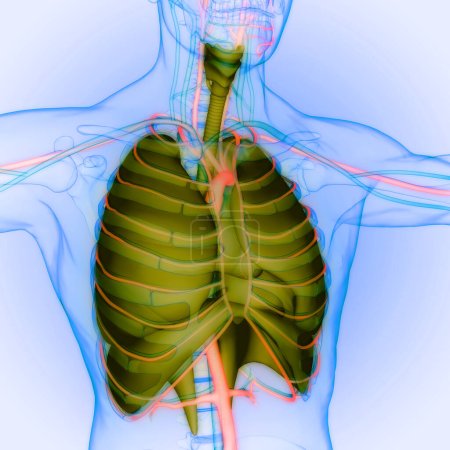 Foto de Pulmones del sistema respiratorio humano con anatomía del diafragma. 3D - Imagen libre de derechos