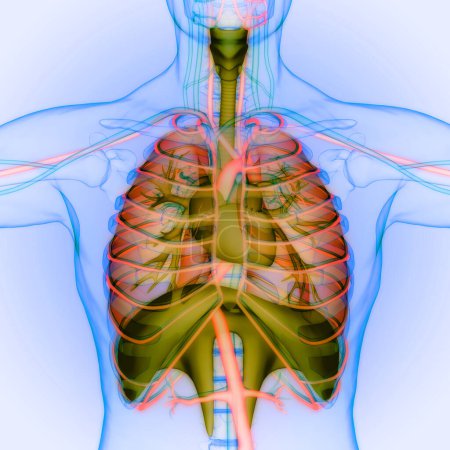 Téléchargez les photos : Système respiratoire humain Poumons avec anatomie du diaphragme. 3D - en image libre de droit