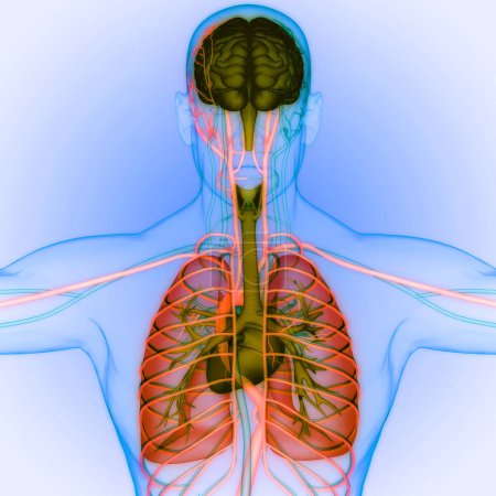 Foto de Órgano Interno Humano Cerebro con Anatomía Pulmonar. 3D - Imagen libre de derechos