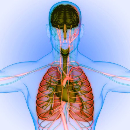 Foto de Órgano Interno Humano Cerebro con Anatomía Pulmonar. 3D - Imagen libre de derechos