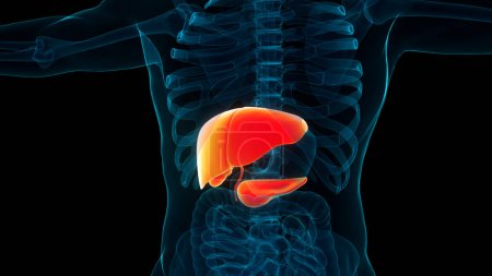 Human Internal Organs Liver with Pancreas and Gallbladder Anatomy. 3D