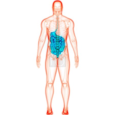 Foto de Anatomía del sistema digestivo humano. 3D - Imagen libre de derechos
