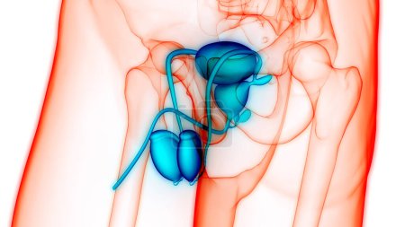 Photo for Male Reproductive System Anatomy. 3D - Royalty Free Image
