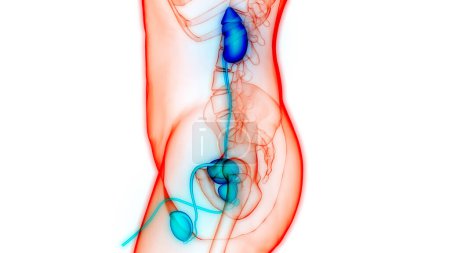 Téléchargez les photos : Système urinaire humain Reins avec anatomie de la vessie. 3D - en image libre de droit