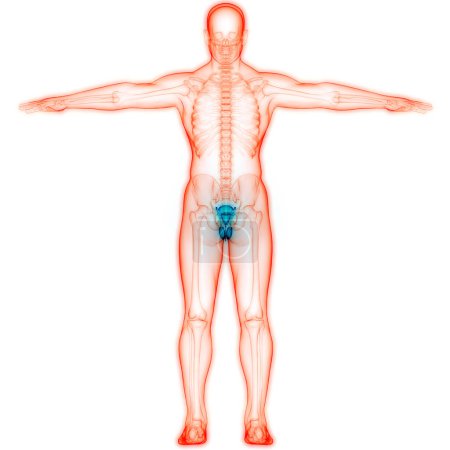 Téléchargez les photos : Anatomie du système reproducteur masculin. 3D - en image libre de droit