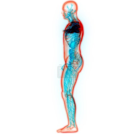 Foto de Sistema interno humano Anatomía de los ganglios linfáticos. 3D - Imagen libre de derechos