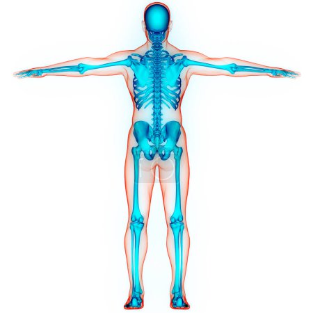 Foto de Sistema esquelético humano Anatomía de las articulaciones óseas. 3D - Imagen libre de derechos