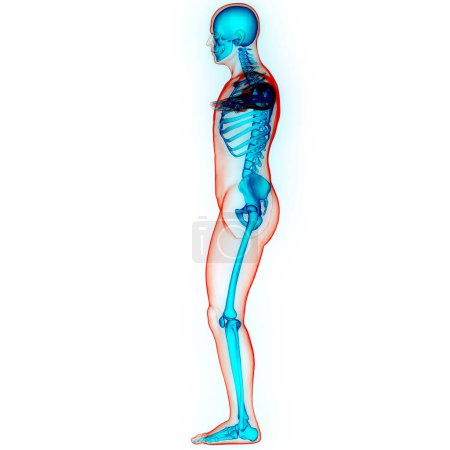Photo for Human Skeleton System Bone Joints Anatomy. 3D - Royalty Free Image