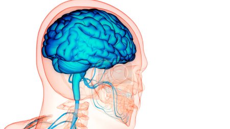 Téléchargez les photos : Anatomie cérébrale du système nerveux central humain. 3D - en image libre de droit