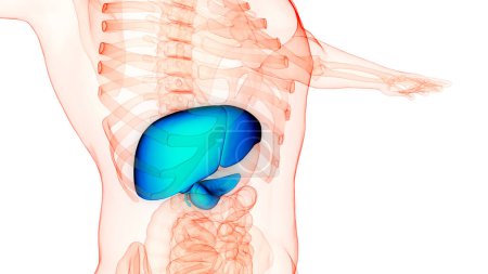 Téléchargez les photos : Organes internes humains Foie avec pancréas et anatomie de la vésicule biliaire. 3D - en image libre de droit