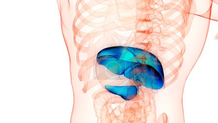 Foto de Órgano Interno Humano Hígado con Páncreas y Anatomía de la vesícula biliar. 3D - Imagen libre de derechos