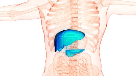 Menschliche innere Organe Leber mit Bauchspeicheldrüse und Gallenblase Anatomie. 3D