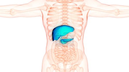 Photo for Human Internal Organs Liver with Pancreas and Gallbladder Anatomy. 3D - Royalty Free Image