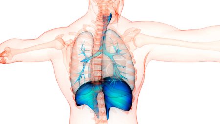 Téléchargez les photos : Système respiratoire humain Poumons avec anatomie du diaphragme. 3D - en image libre de droit