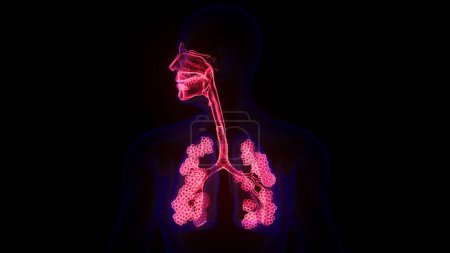 Photo for Human Respiratory System Lungs with Alveoli Anatomy. 3D - Royalty Free Image