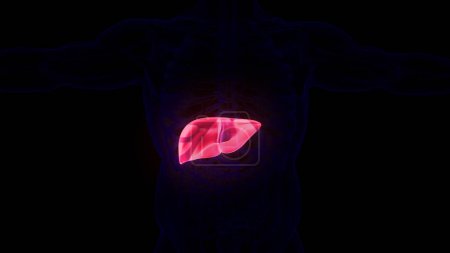 Photo for Human Internal Digestive Organ Liver Anatomy. 3D - Royalty Free Image