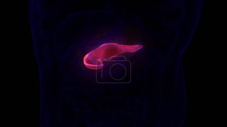 Foto de Anatomía del páncreas de órganos internos humanos. 3D - Imagen libre de derechos